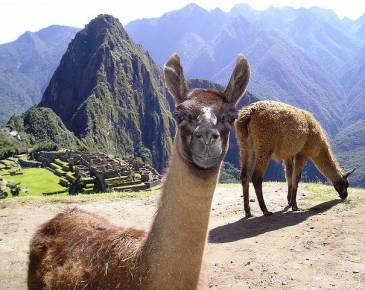 5 Days - 4 Nights: Arica - Cusco - Machu Picchu - Arica
